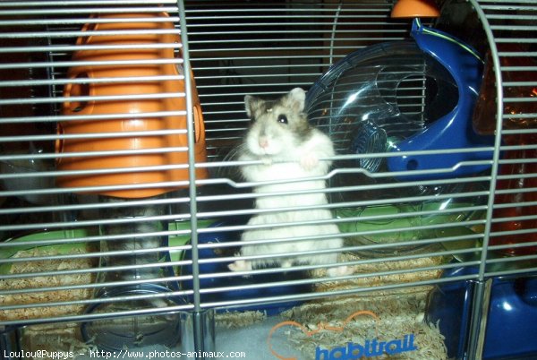 Photo de Hamster