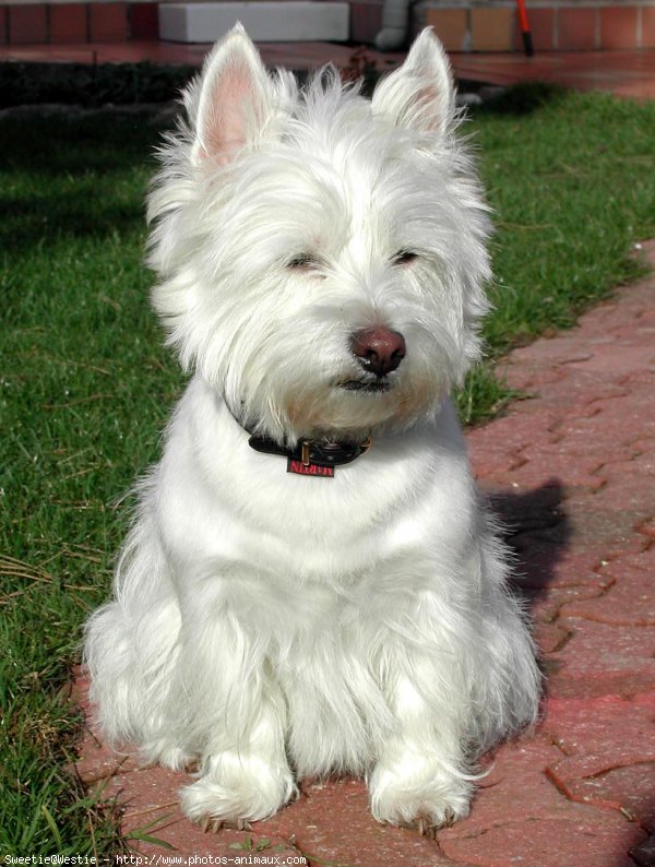 Photo de West highland white terrier