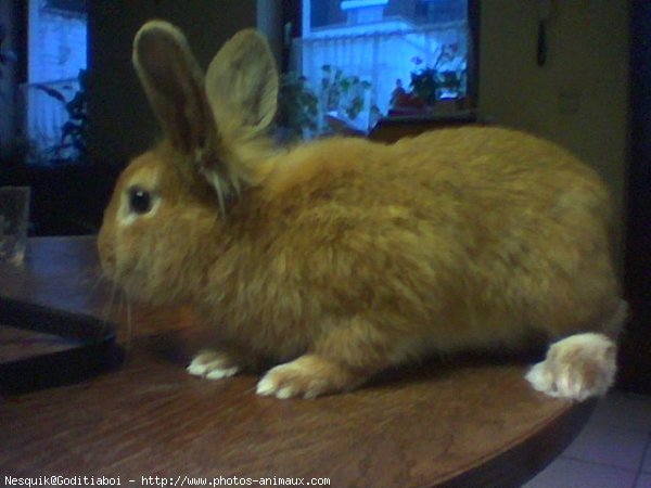 Photo de Lapin