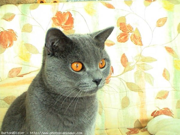 Photo de Chartreux