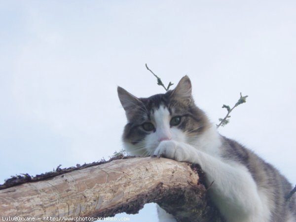 Photo de Chat domestique