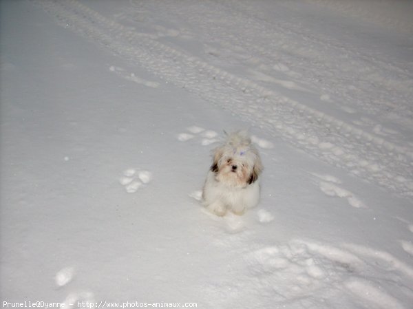 Photo de Shih tzu