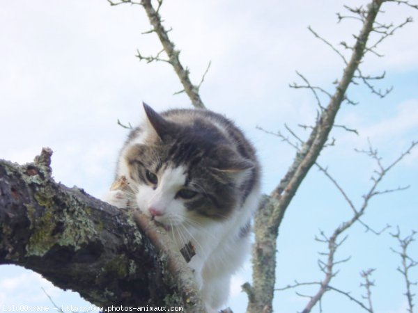 Photo de Chat domestique