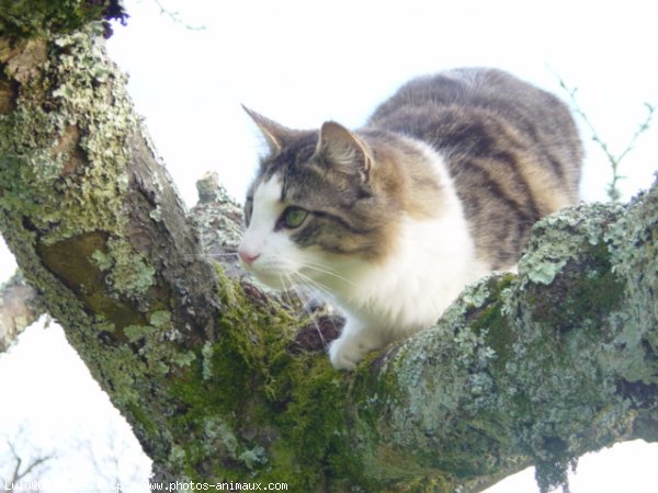 Photo de Chat domestique