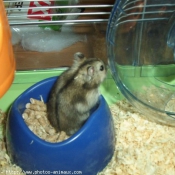 Photo de Hamster