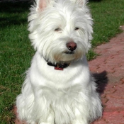 Photo de West highland white terrier