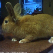 Photo de Lapin