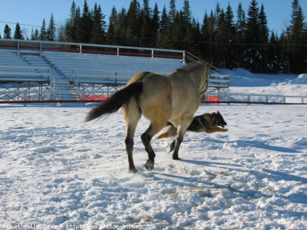 Photo de Berger allemand  poil court