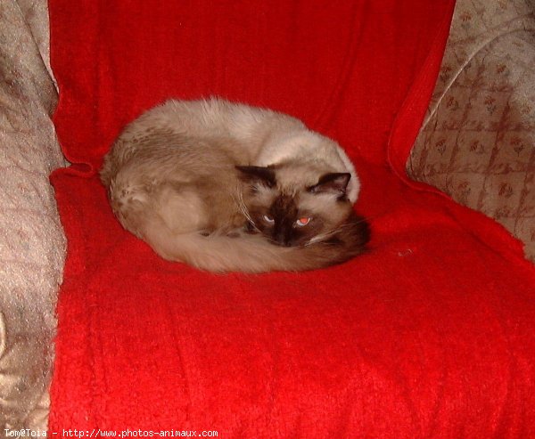 Photo de Sacr de birmanie