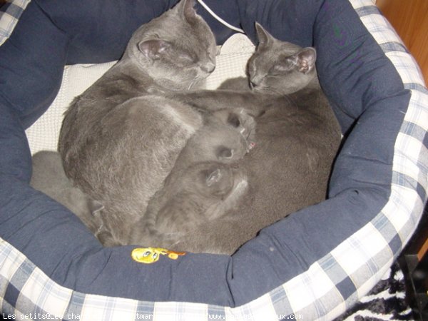 Photo de Chartreux