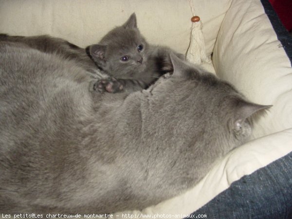 Photo de Chartreux