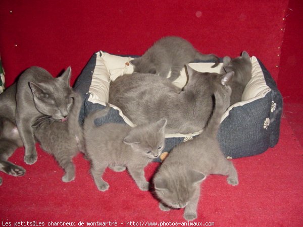 Photo de Chartreux