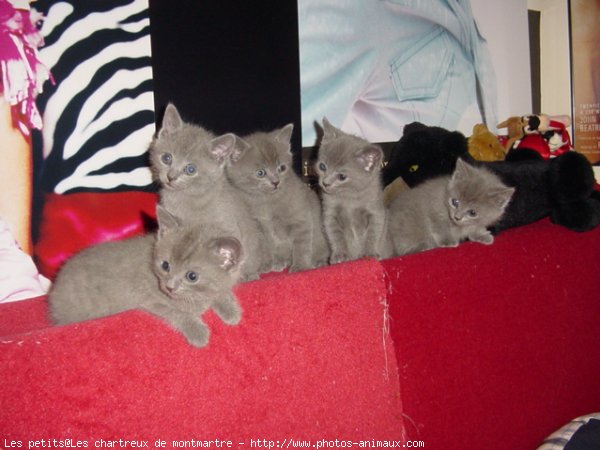 Photo de Chartreux