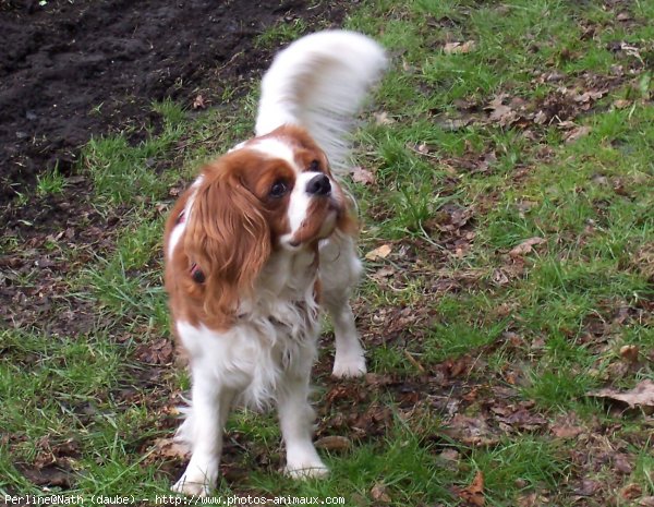 Photo de Cavalier king charles spaniel