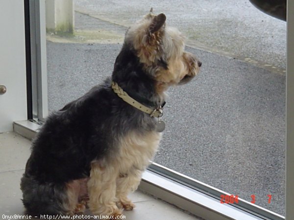 Photo de Yorkshire terrier