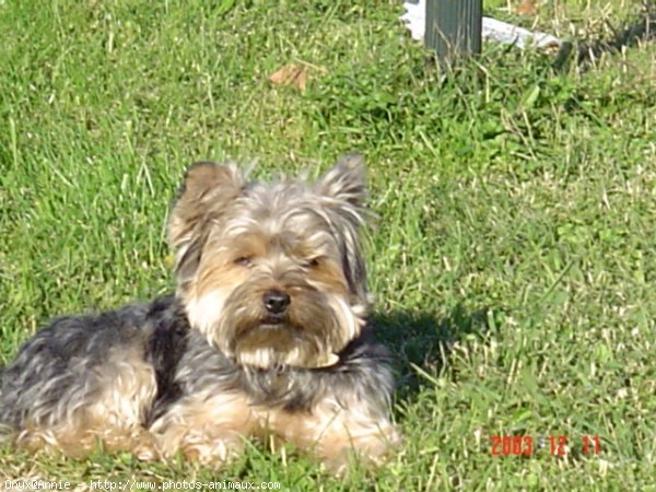 Photo de Yorkshire terrier