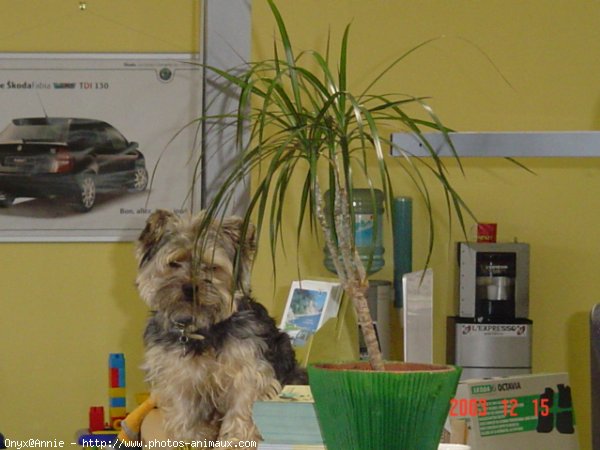 Photo de Yorkshire terrier