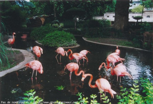 Photo de Flamand rose