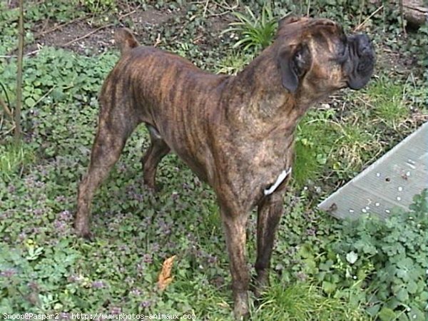 Photo de Boxer