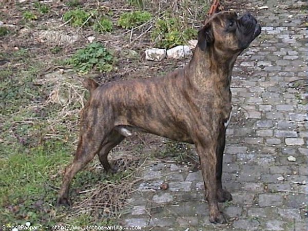 Photo de Boxer