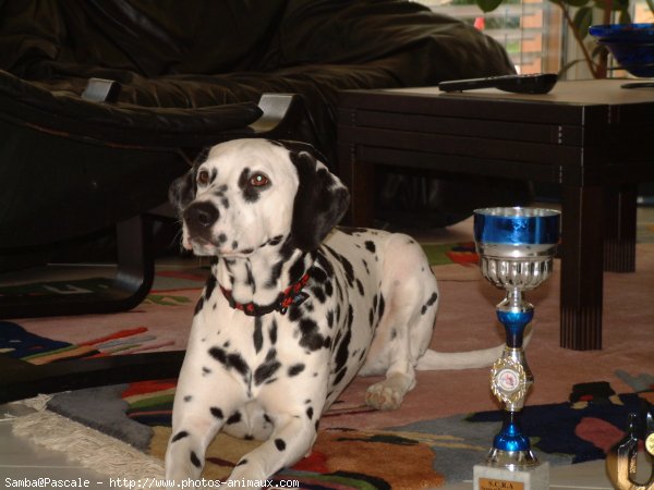 Photo de Dalmatien