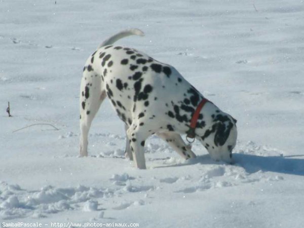 Photo de Dalmatien