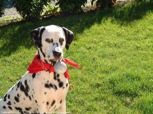 Photo de Dalmatien