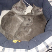 Photo de Chartreux