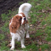 Photo de Cavalier king charles spaniel