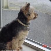 Photo de Yorkshire terrier