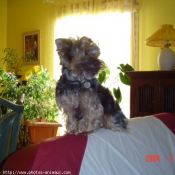 Photo de Yorkshire terrier