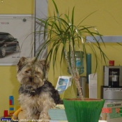 Photo de Yorkshire terrier