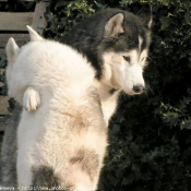 Photo de Husky siberien