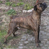 Photo de Boxer