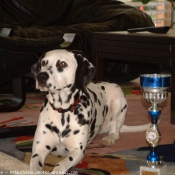 Photo de Dalmatien