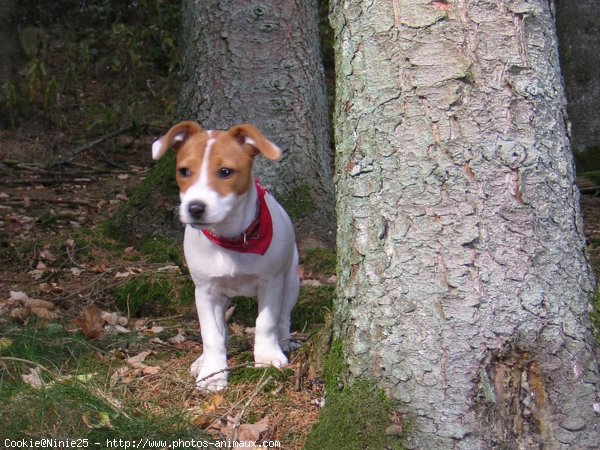 Photo de Jack russell terrier