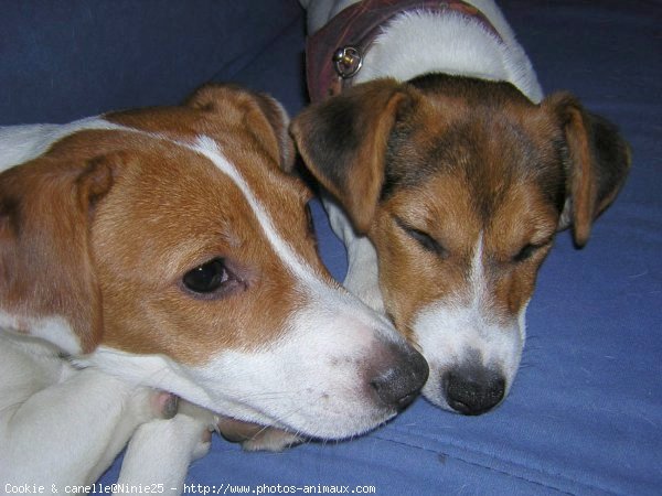 Photo de Jack russell terrier