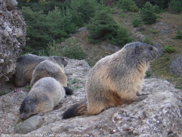 Photo de Marmotte