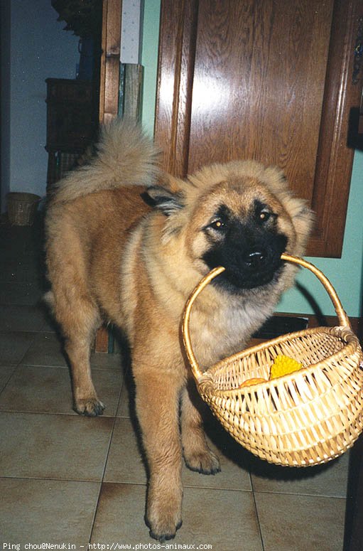 Photo d'Eurasier