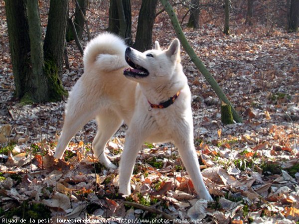 Photo d'Akita inu