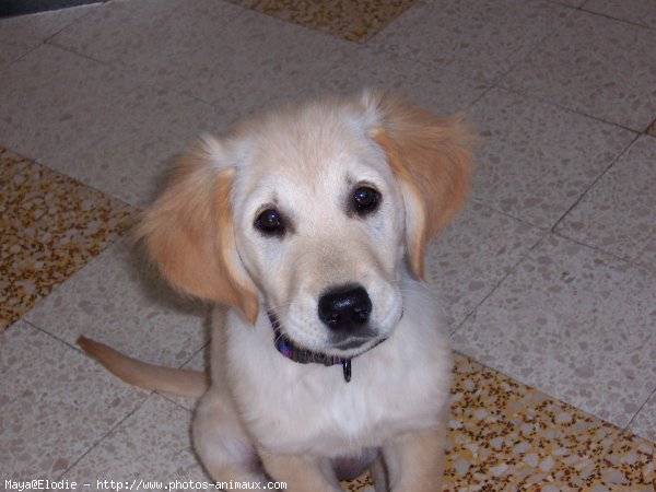 Photo de Golden retriever