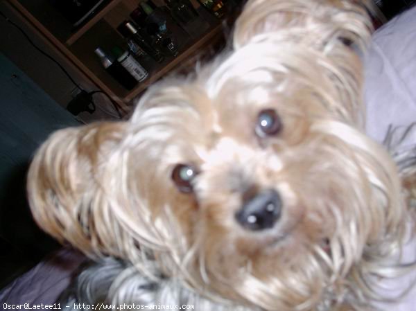 Photo de Yorkshire terrier