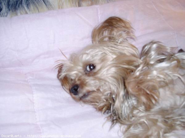 Photo de Yorkshire terrier