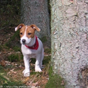 Photo de Jack russell terrier