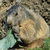 Photo de Marmotte