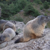 Photo de Marmotte