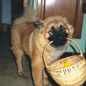 Photo d'Eurasier