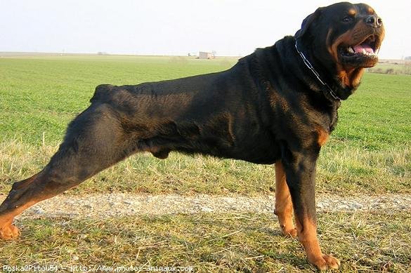 Photo de Rottweiler