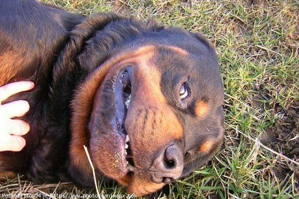 Photo de Rottweiler