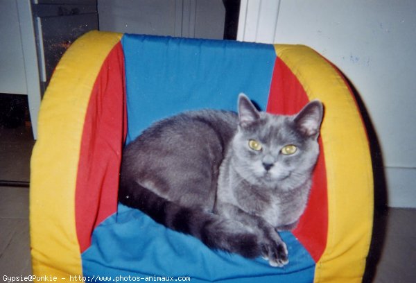 Photo de Chartreux